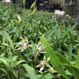 Enc. Prismatocarpum：圖片 2