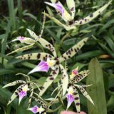Enc. Prismatocarpum